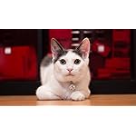 Photo of David J. Wuto